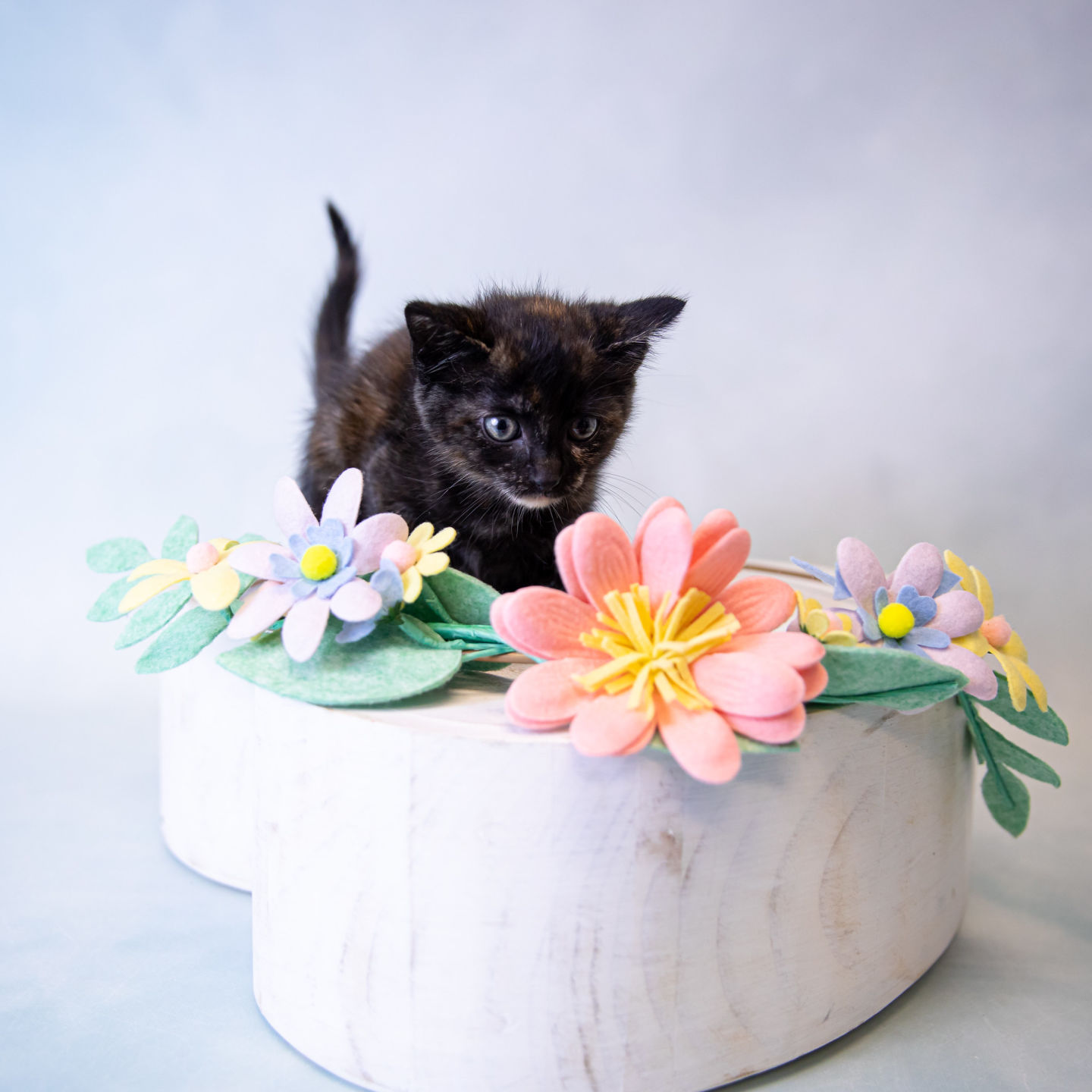 74471, DAISY, F, 8W